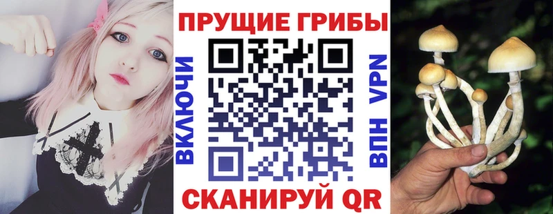 Псилоцибиновые грибы Psilocybine cubensis  сколько стоит  Зверево 